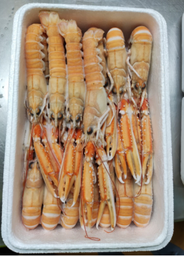 [125012] (LIQ) CIGALA 0 ESCOCIA 4x1.5KG. 8/10PZ.KG