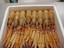 [125006] CIGALA 3 ESCOCIA 4X1.5KG. 21/30 PZ.KG